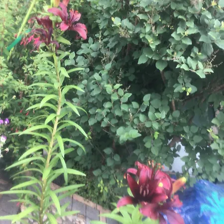 Bellevue De La Rive Gauche *