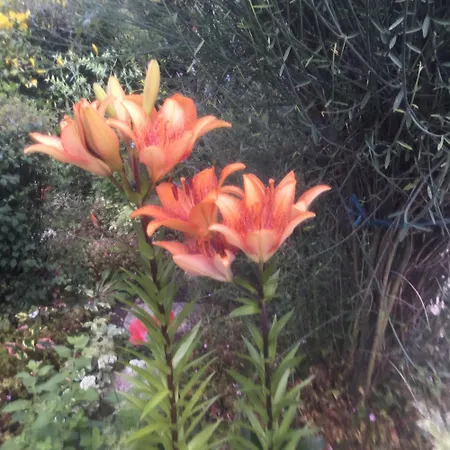 Bellevue De La Rive Gauche Bed and breakfast *