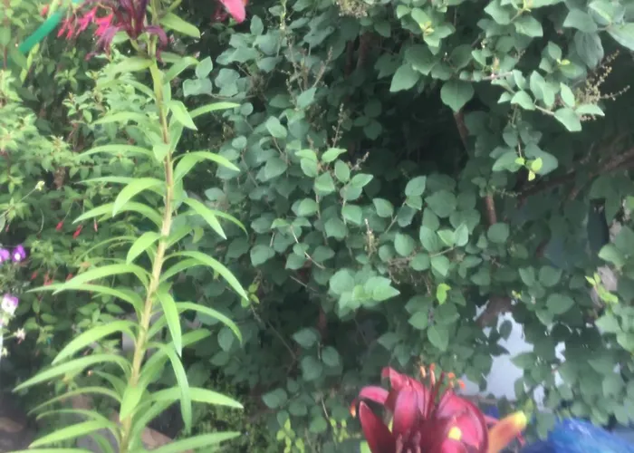 Bellevue De La Rive Gauche *