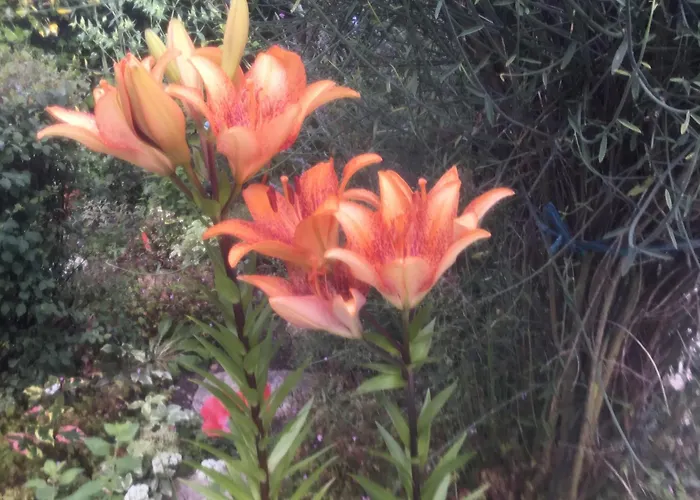 Bellevue De La Rive Gauche Bed and Breakfast *